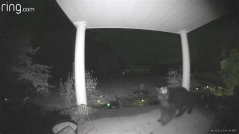 WATCH: Bear 'ding dong ditches' West Virginia home